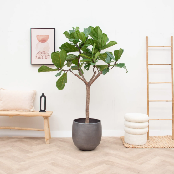 Ficus Lyrata arbre XL - 170cm